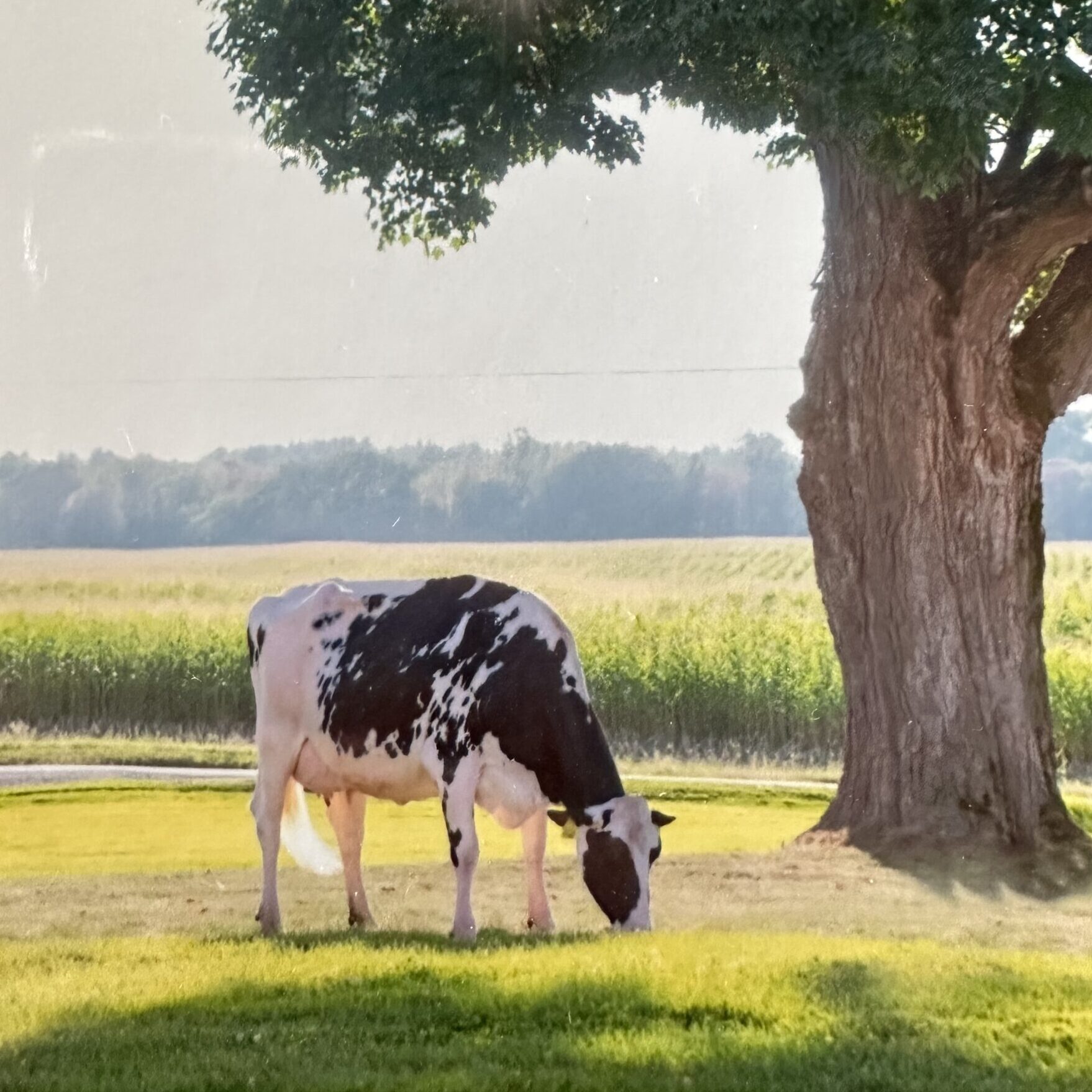 Carolyn Peck - IMG_5533 A black and white cow grazing on green grass under a large tree, with sunlight filtering through the leaves, set against a backdrop of farmland and a clear blue sky.